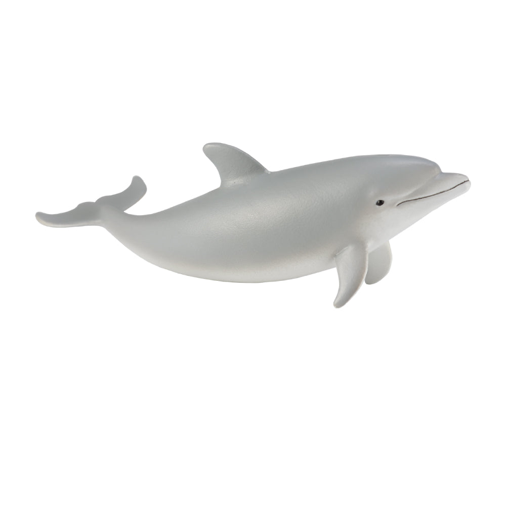 Bottlenose Dolphin Calf (3 Years +)