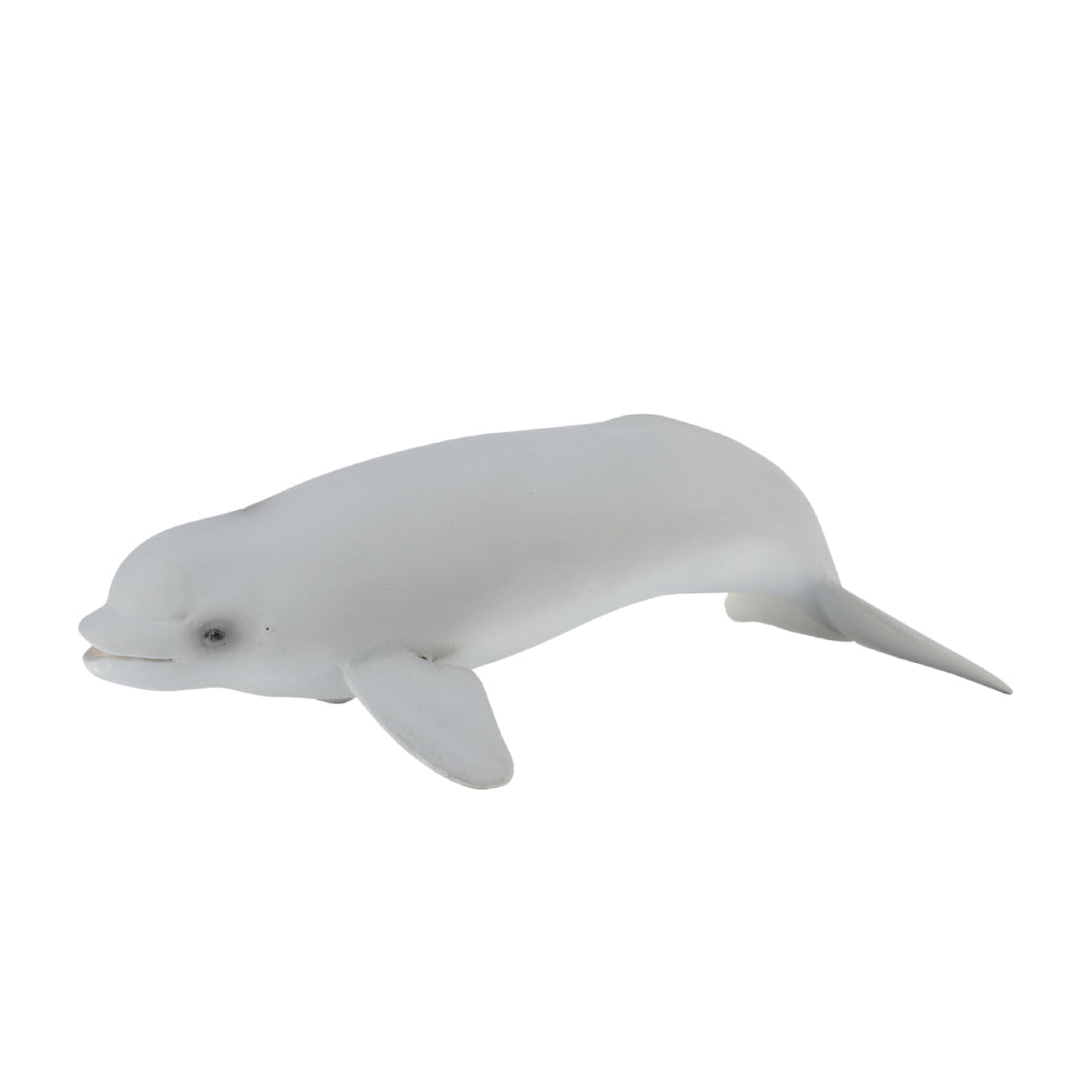 Beluga Calf (3 Years +)
