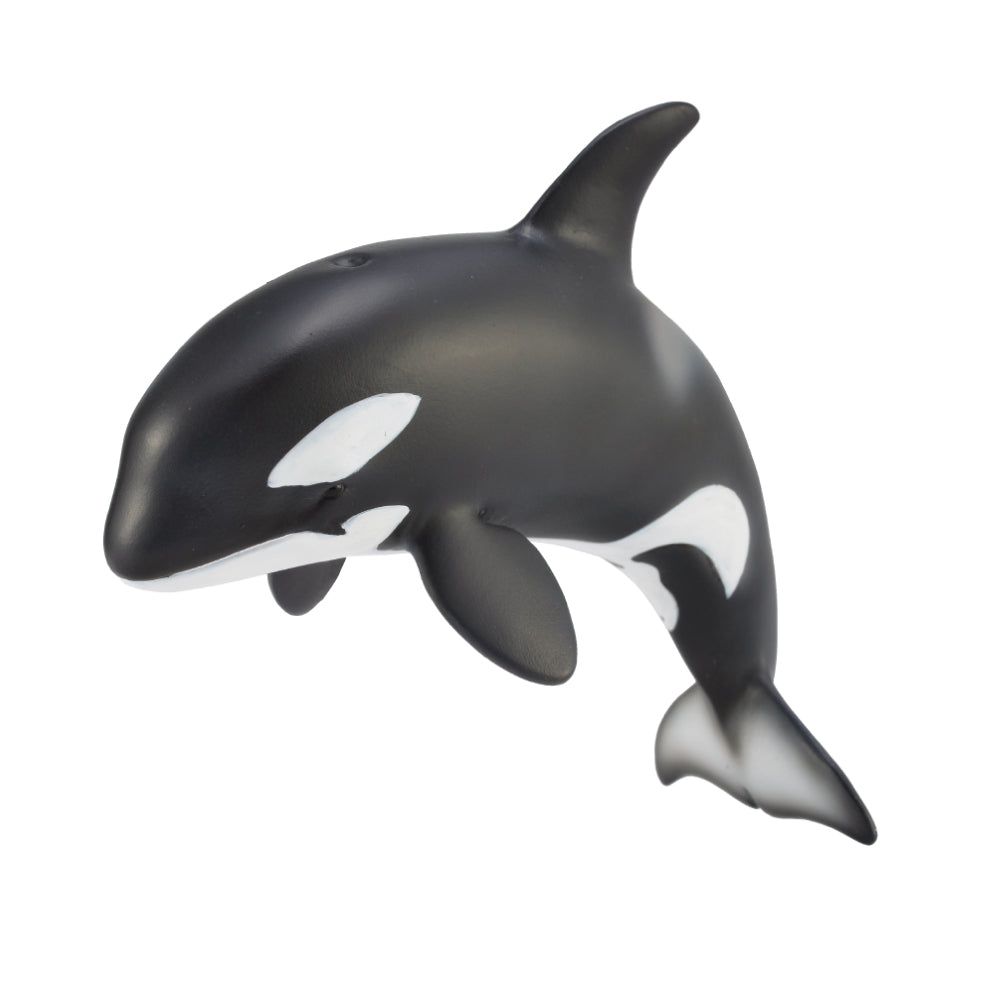 Orca Calf (3 Years +)