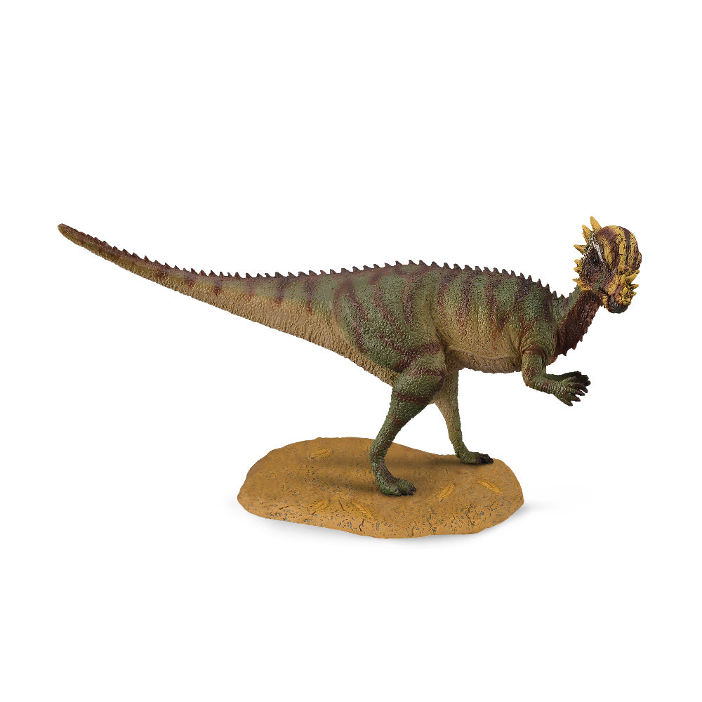 Pachycephalosaurus (3 Years +)