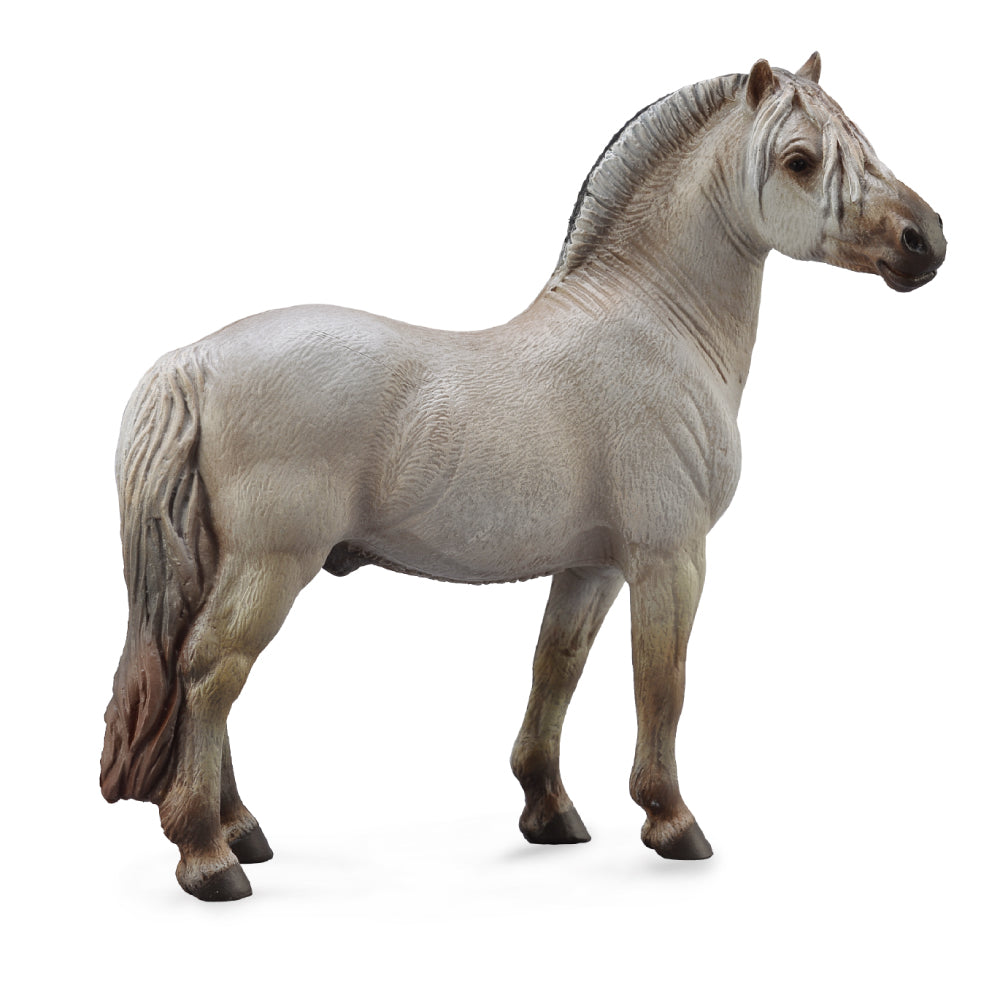 Fjord Stallion Grey (3 Years +)