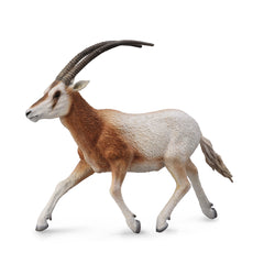 Scimitarhorned Oryx (3 Years +)