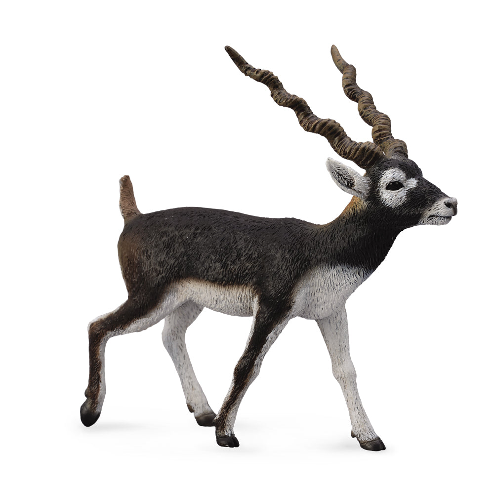 Blackbuck (3 Years +)