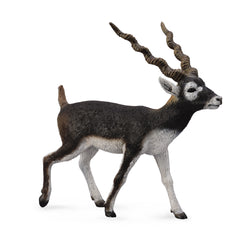 Blackbuck (3 Years +)