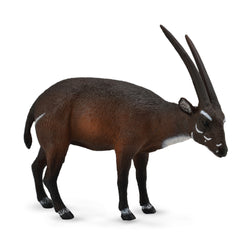 Saola (3 Years +)