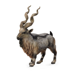 Tadjik Markhor (3 Years +)