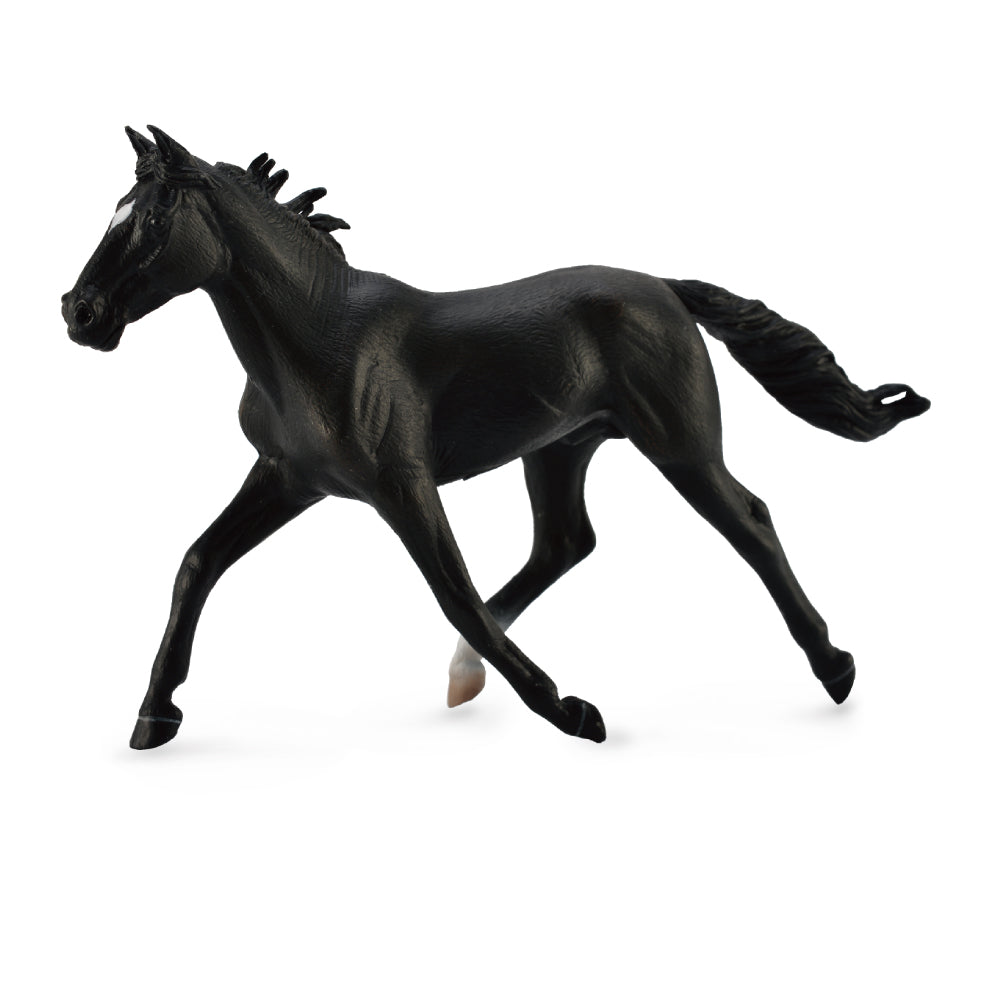 Standardbred Pacer Stallion Black (3 Years +)