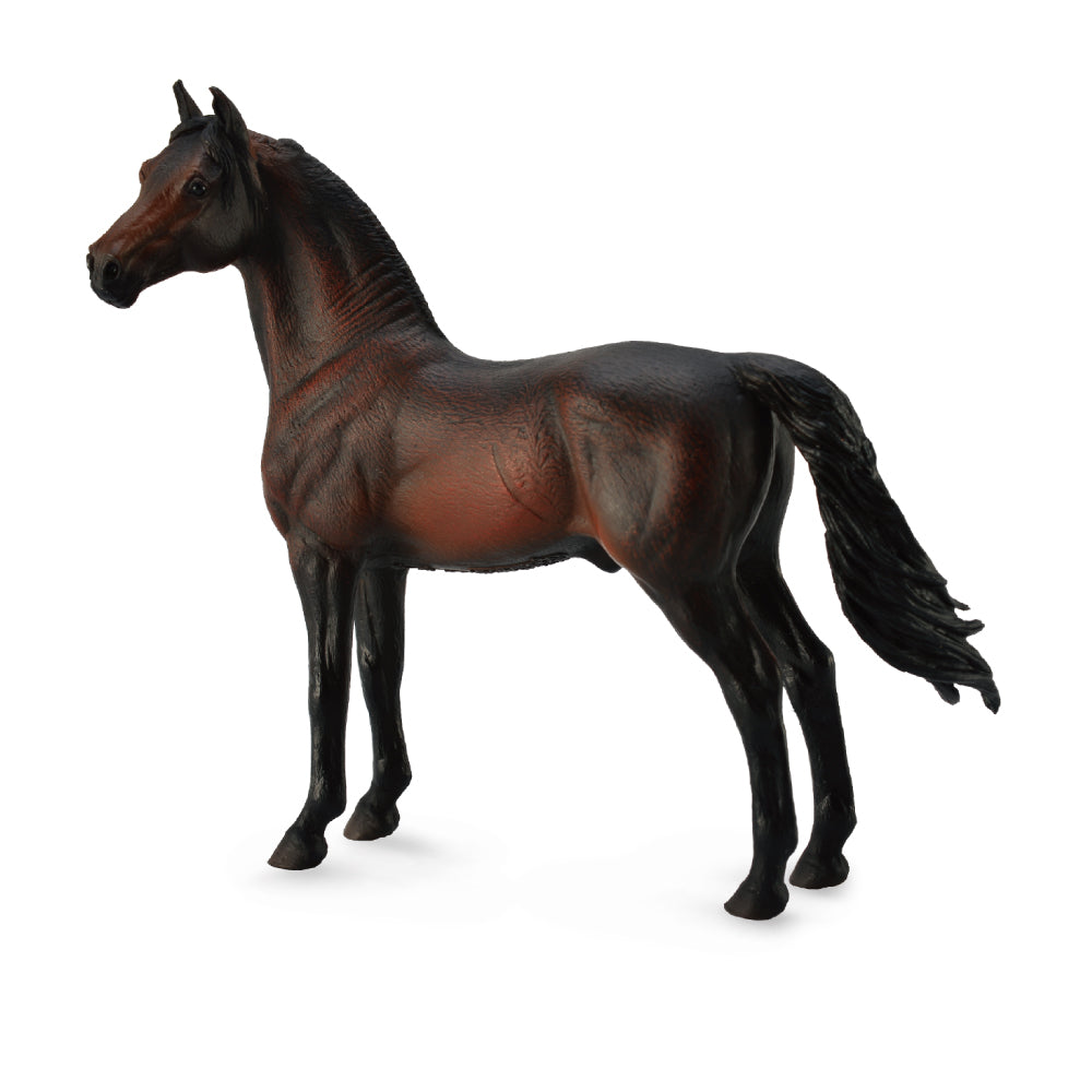 Morgan Stallion Bay (3 Years +)