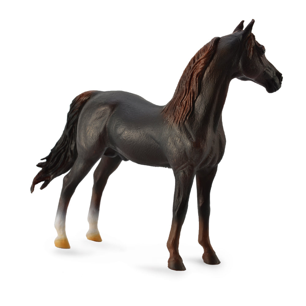 Morgan Stallion Chestnut (3 Years +)