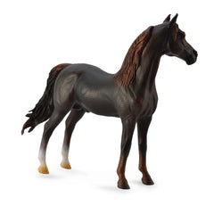 Morgan Stallion Chestnut (3 Years +)