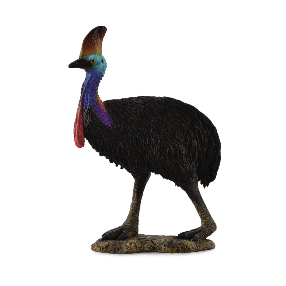 Southern Cassowary (3 Years +)