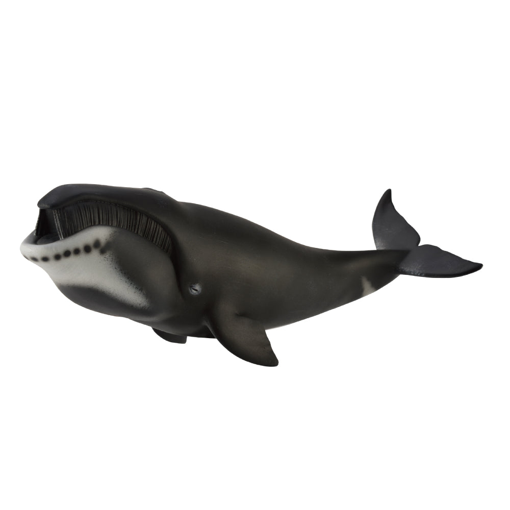 Bowhead Whale (3 Years +)