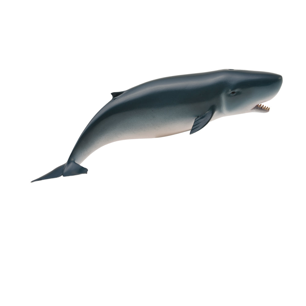 Pygmy Sperm Whale (3 Years +)