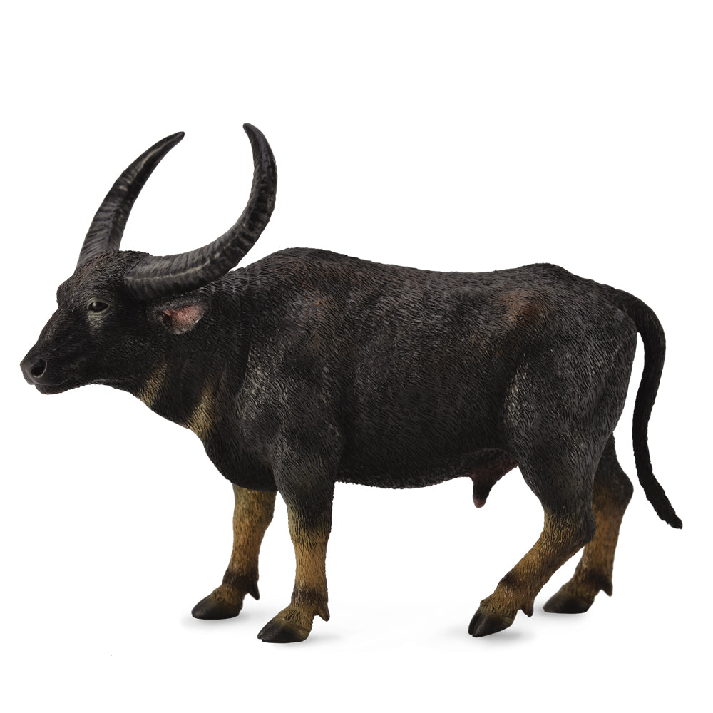 Wild Water Buffalo (3 Years +)
