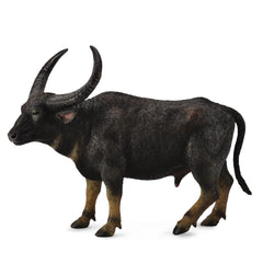 Wild Water Buffalo (3 Years +)