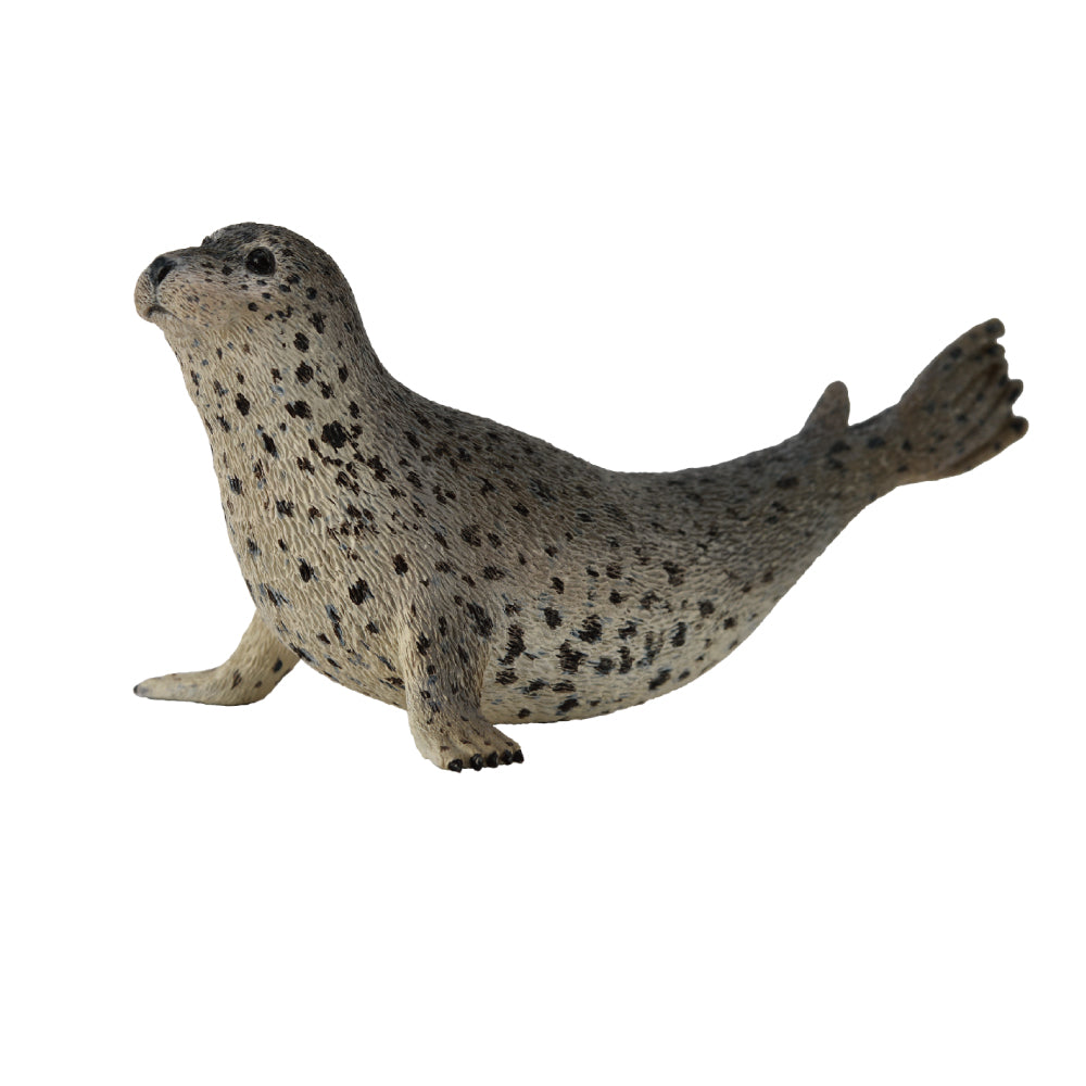 Spotted Seal (3 Years +)