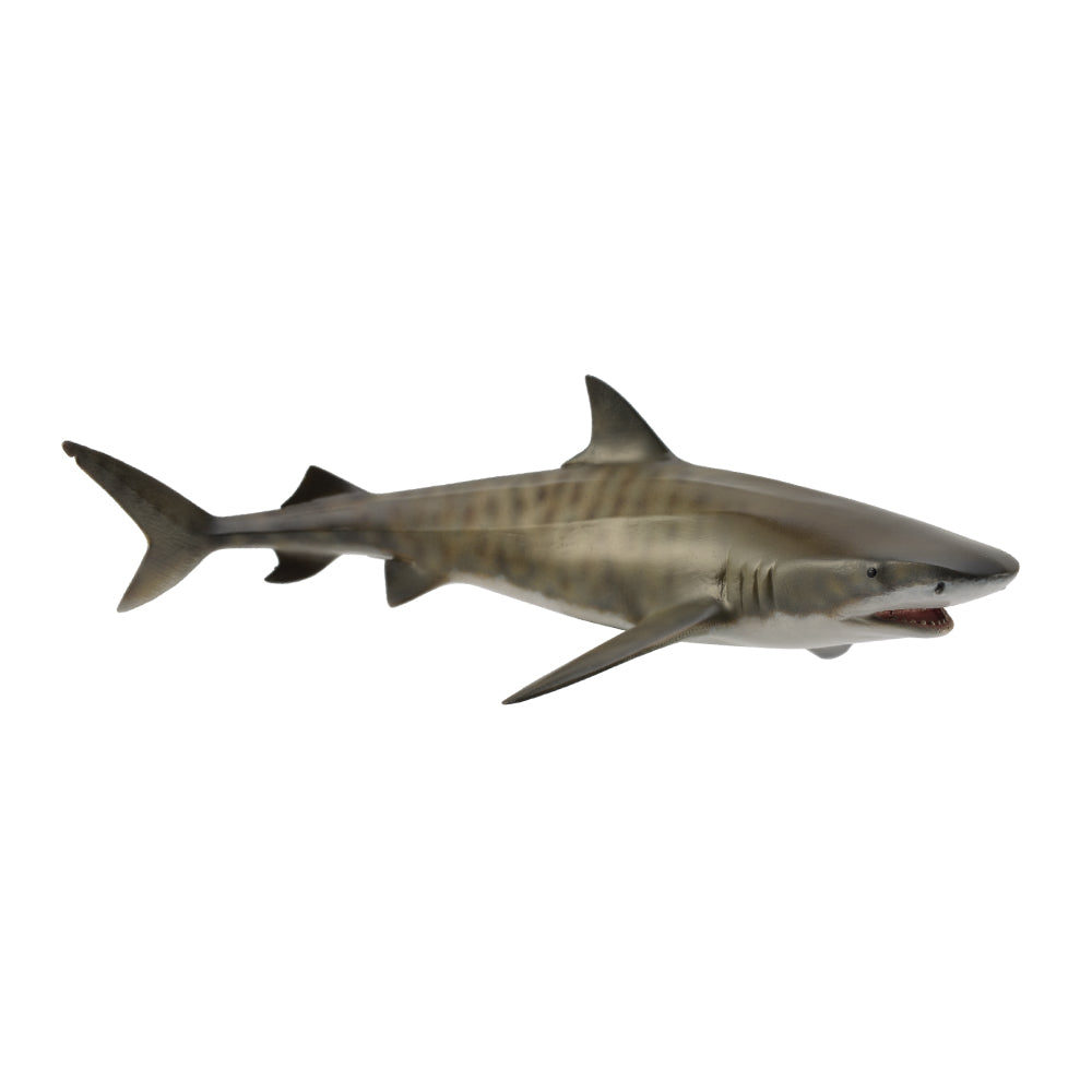 Tiger Shark (3 Years +)