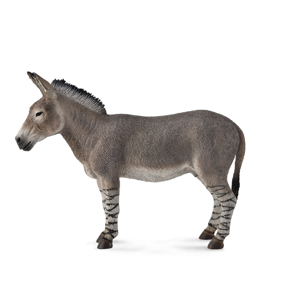 African Wild Ass (3 Years +)