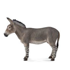 African Wild Ass (3 Years +)