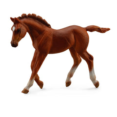 Thoroughbred Foal Walking Chestnut (3 Years +)