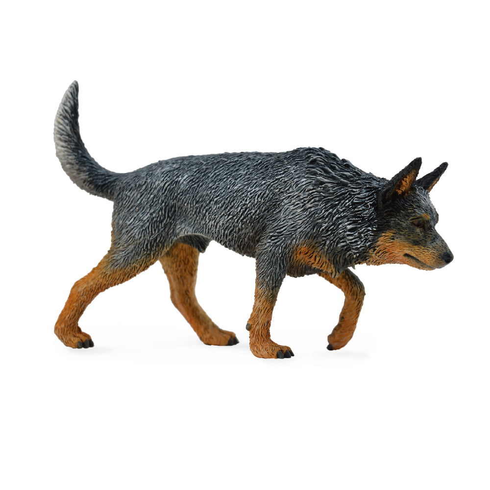 Australian Cattle Dog (3 Years +)