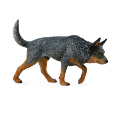 Australian Cattle Dog (3 Years +)