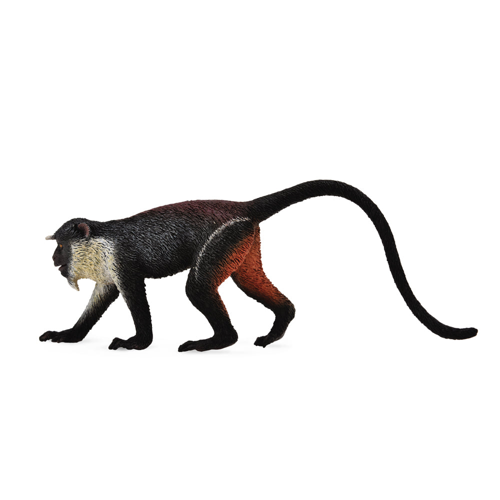 Diana Monkey (3 Years +)