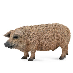 Hungarian Pig (3 Years +)