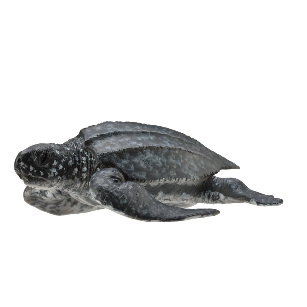 Leatherback Sea Turtle (3 Years +)