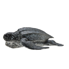 Leatherback Sea Turtle (3 Years +)