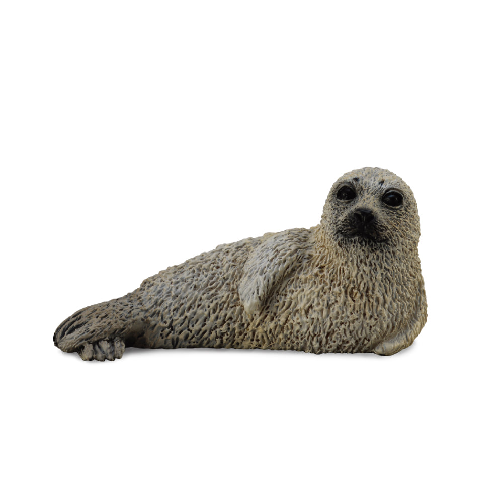 Spotted Seal Pup (3 Years +)