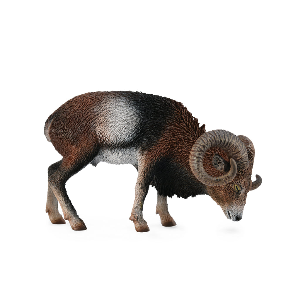 European Mouflon (3 Years +)