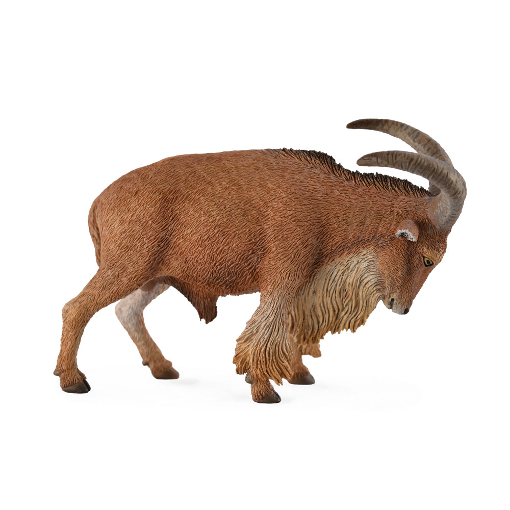 Barbary Sheep (3 Years +)