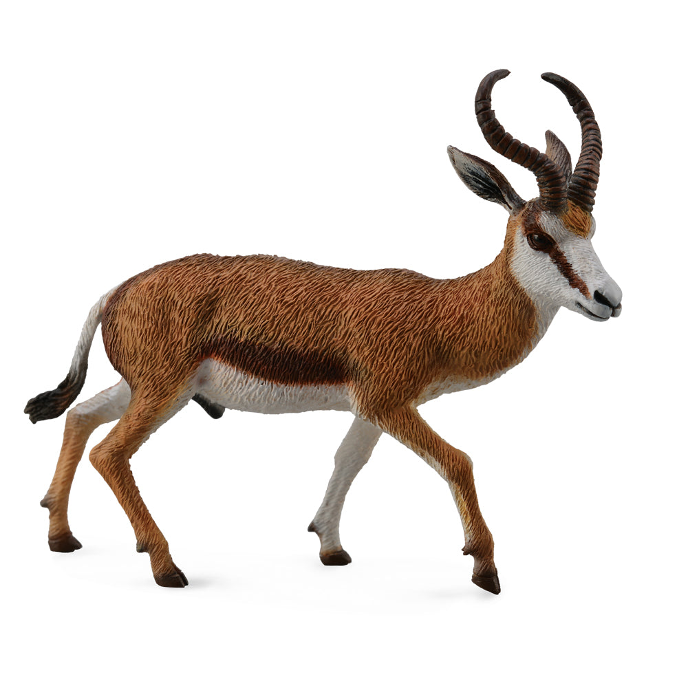 Springbok (3 Years +)
