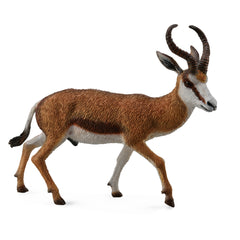 Springbok (3 Years +)