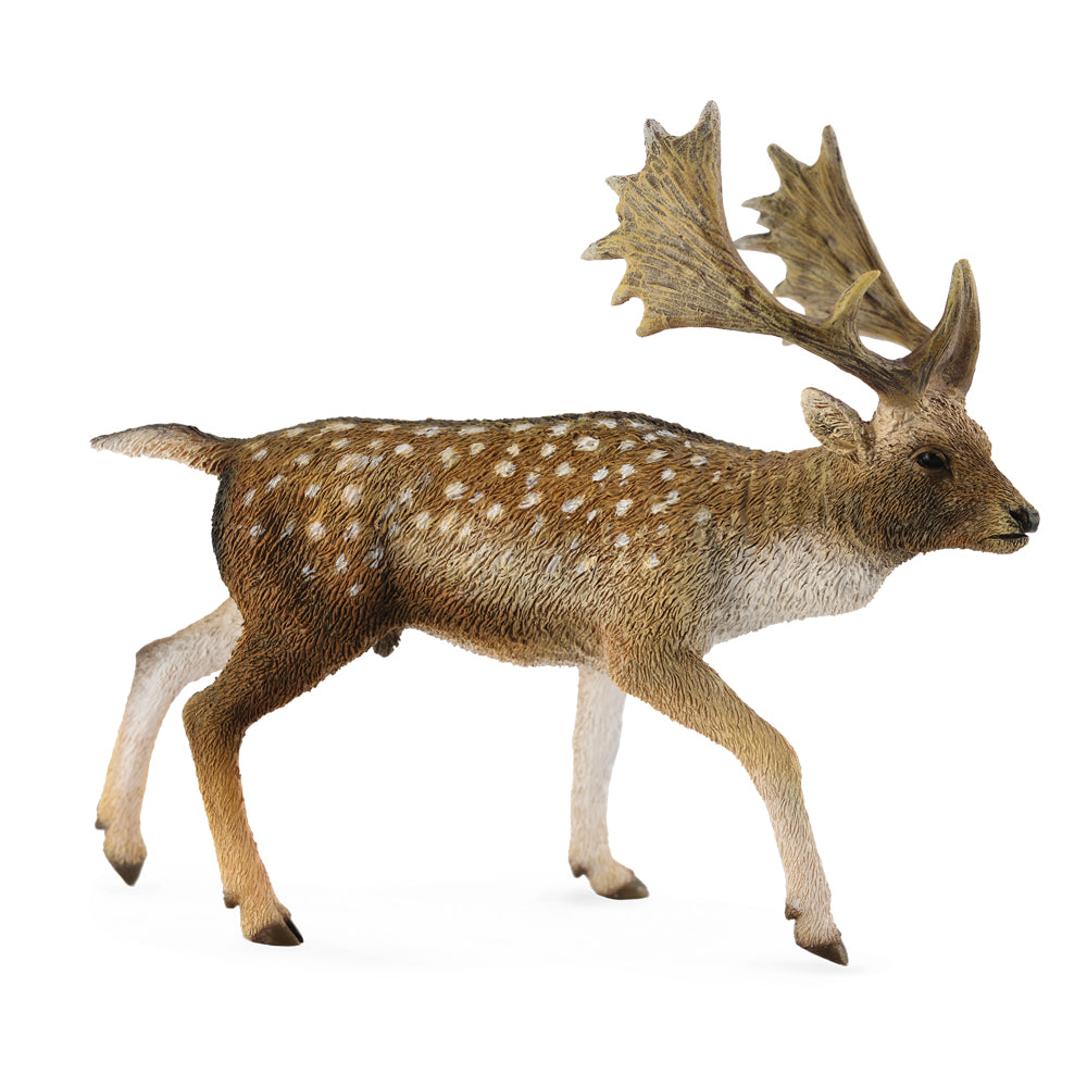 Fallow Deer Male (3 Years +)