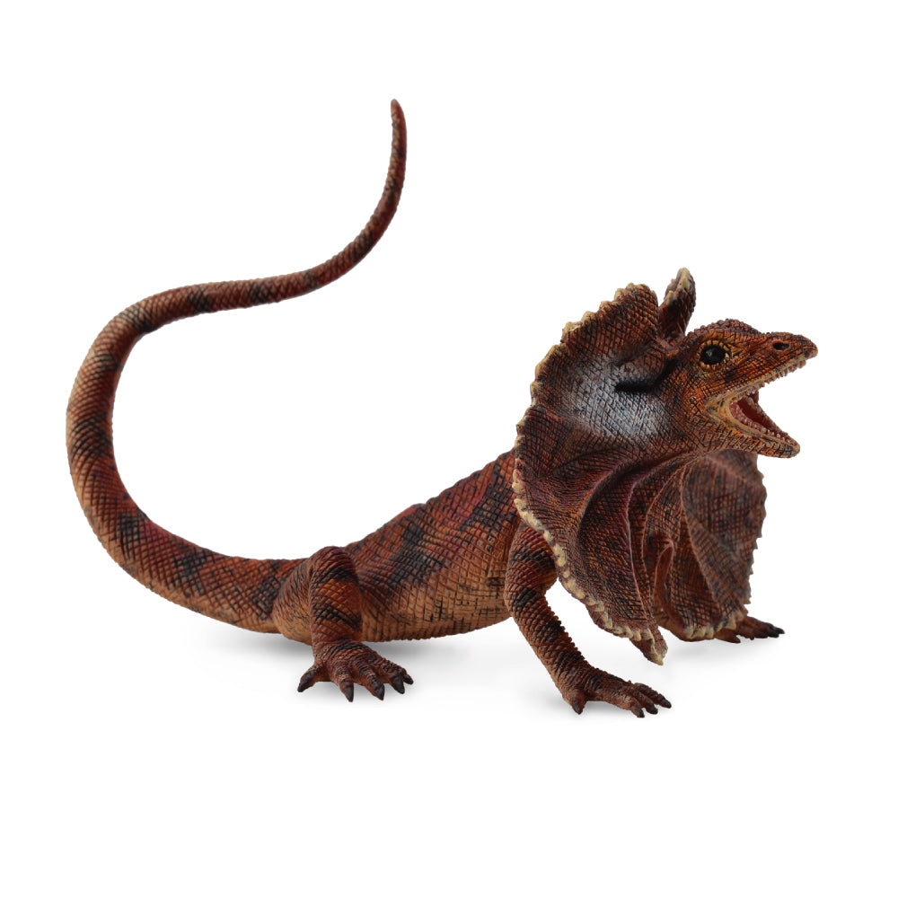 Frillnecked Lizard (3 Years +)