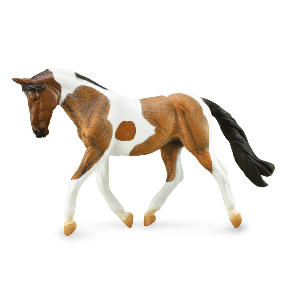 Pinto Mare Bay (3 Years +)