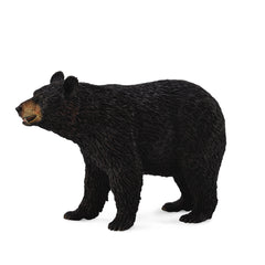 American Black Bear (3 Years +)