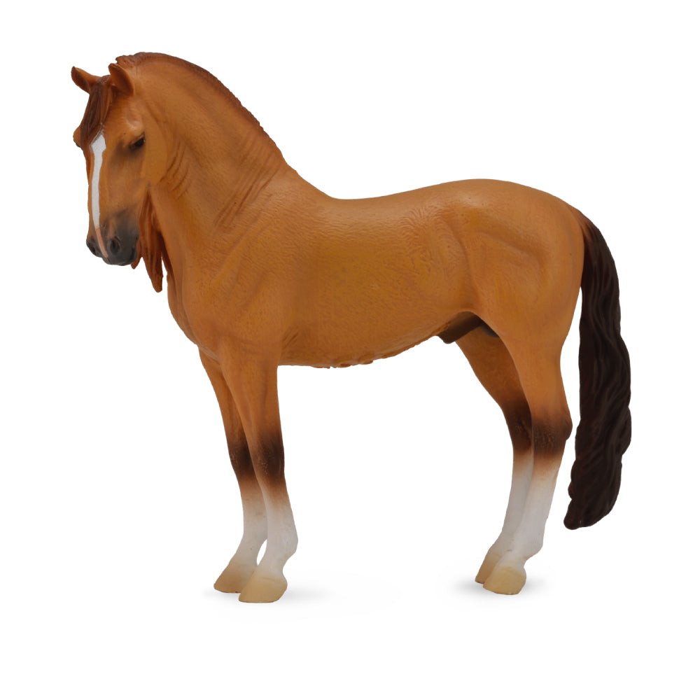 Campolina Stallion Red Dun (3 Years +)