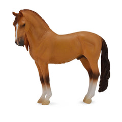 Campolina Stallion Red Dun (3 Years +)