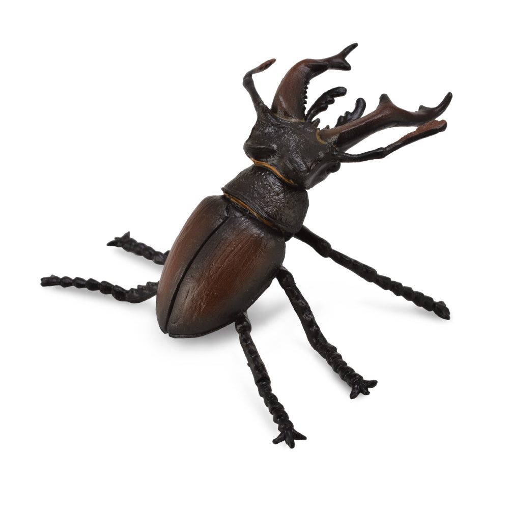 Stag Beetle (3 Years +)