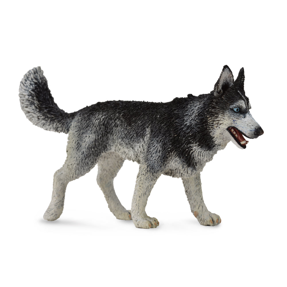 Siberian Husky (3 Years +)