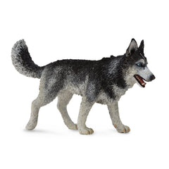 Siberian Husky (3 Years +)