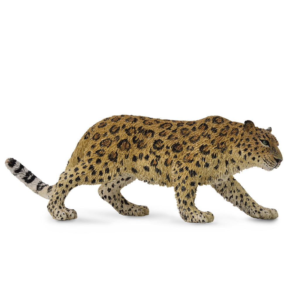 Amur Leopard (3 Years +)