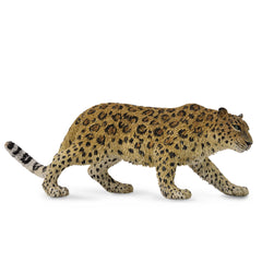 Amur Leopard (3 Years +)