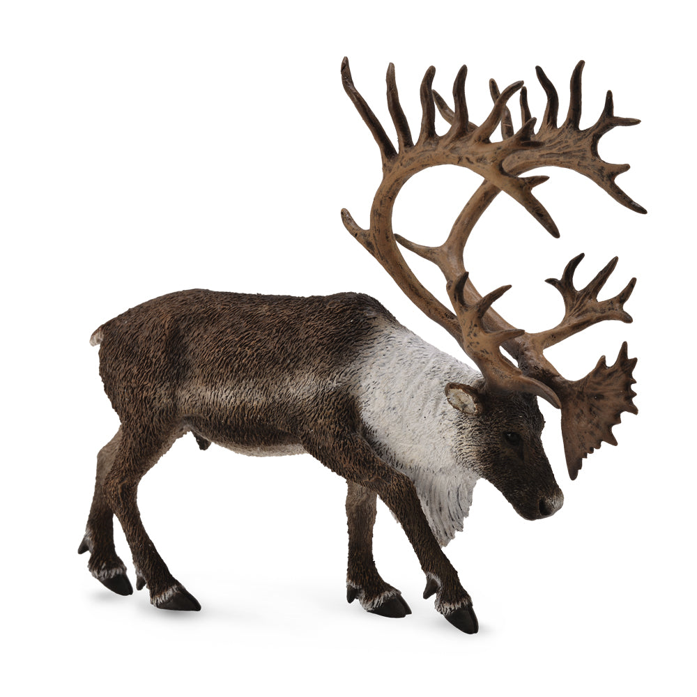 Woodland Caribou (3 Years +)
