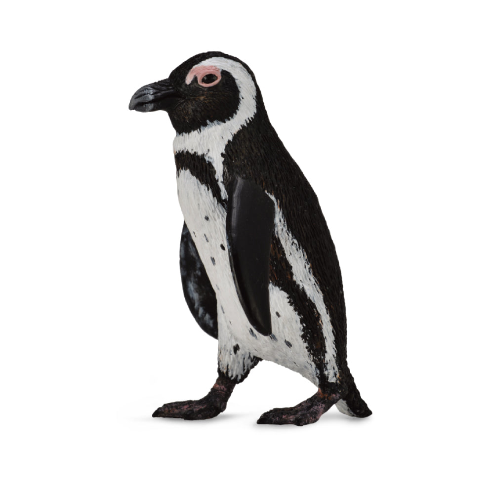 South African Penguin (3 Years +)