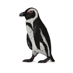 South African Penguin (3 Years +)