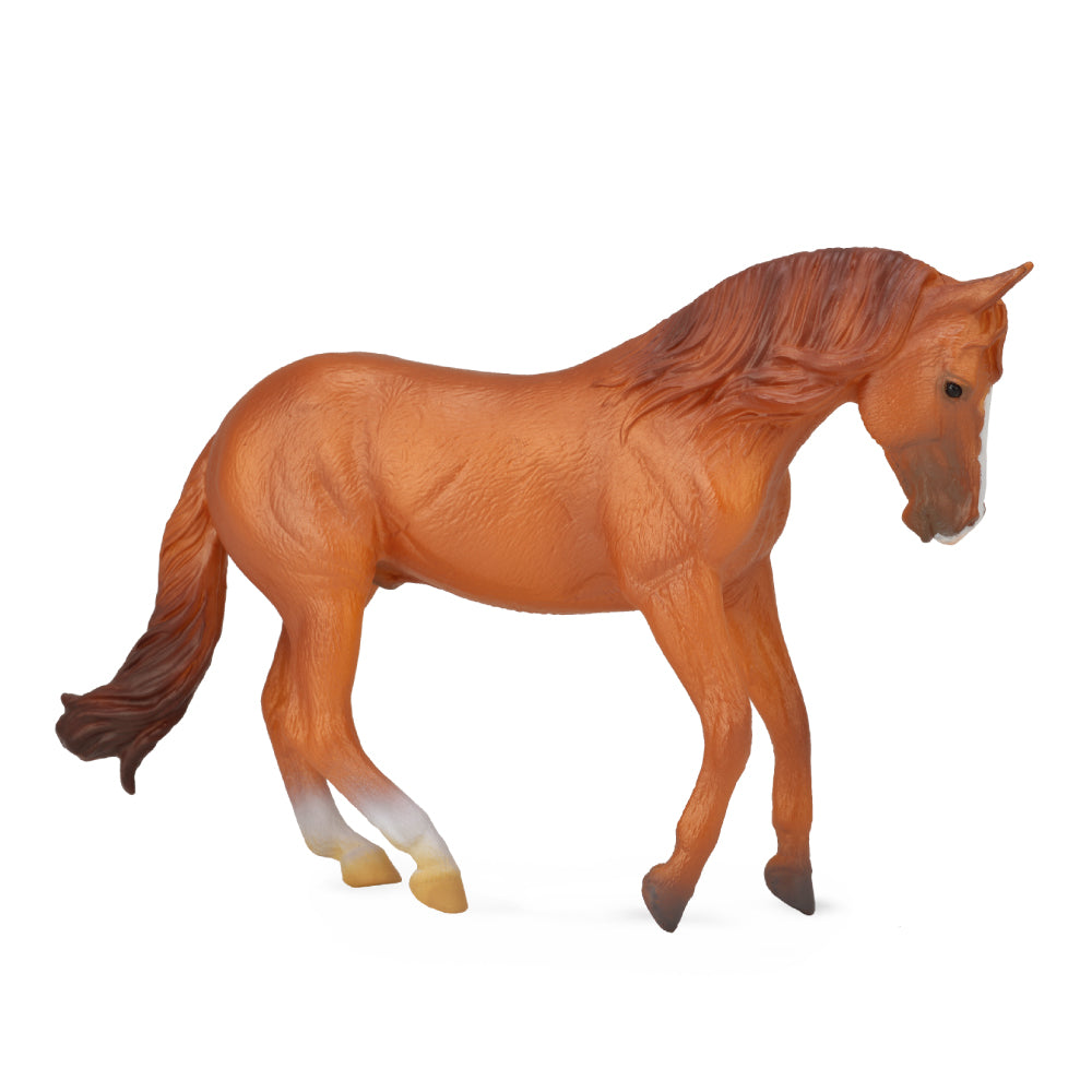 Australian Stock Horse Stallion Chestnut (3 Years +)